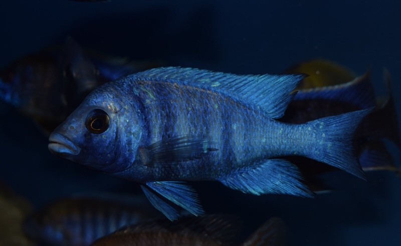 Placidochromis sp. 'phenochilus tanzania'